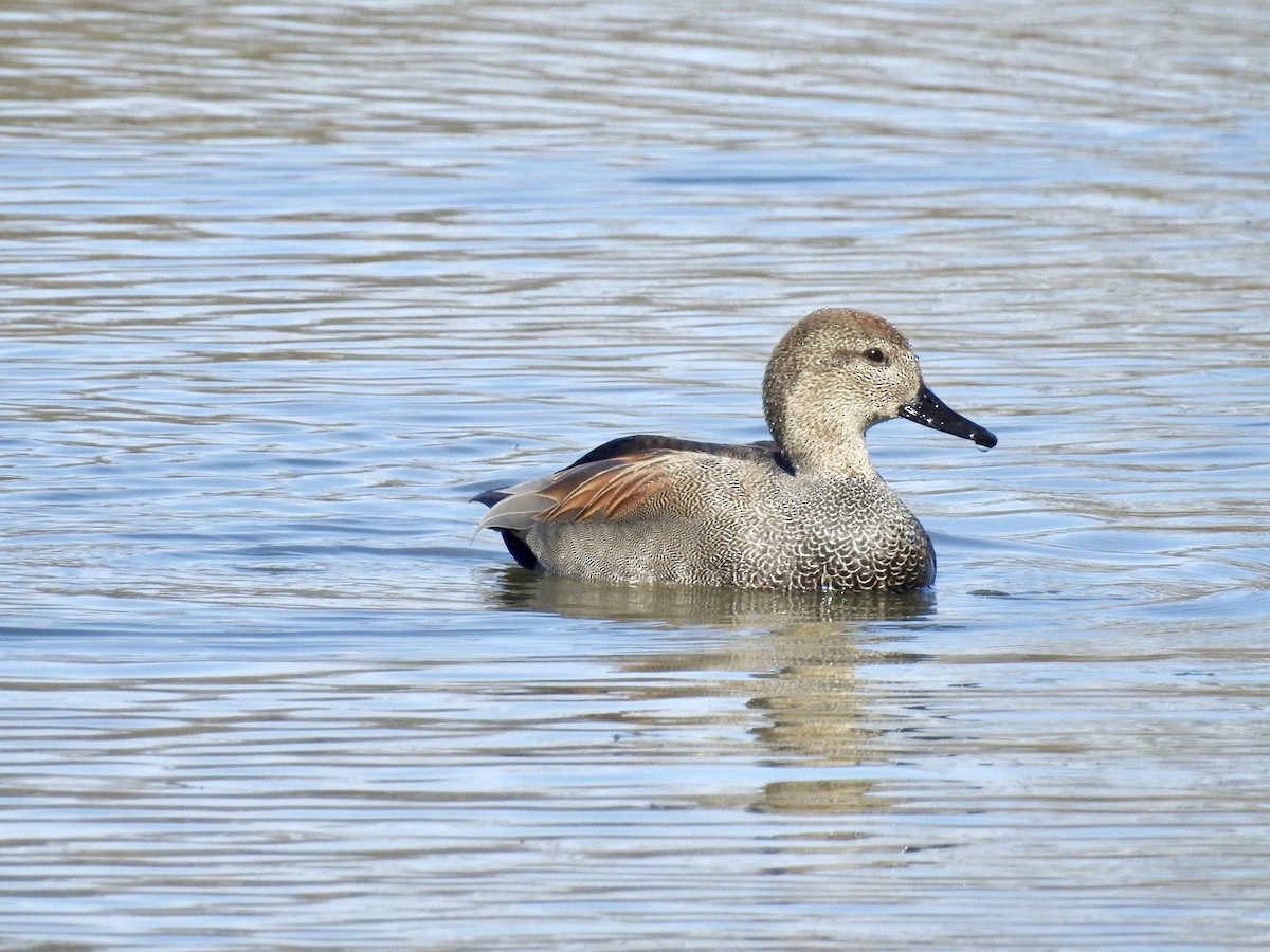 Gadwall - Richard  Why