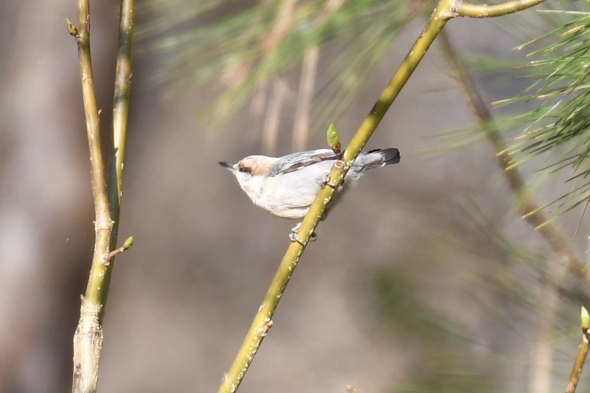 Brown-headed Nuthatch - ML147631751