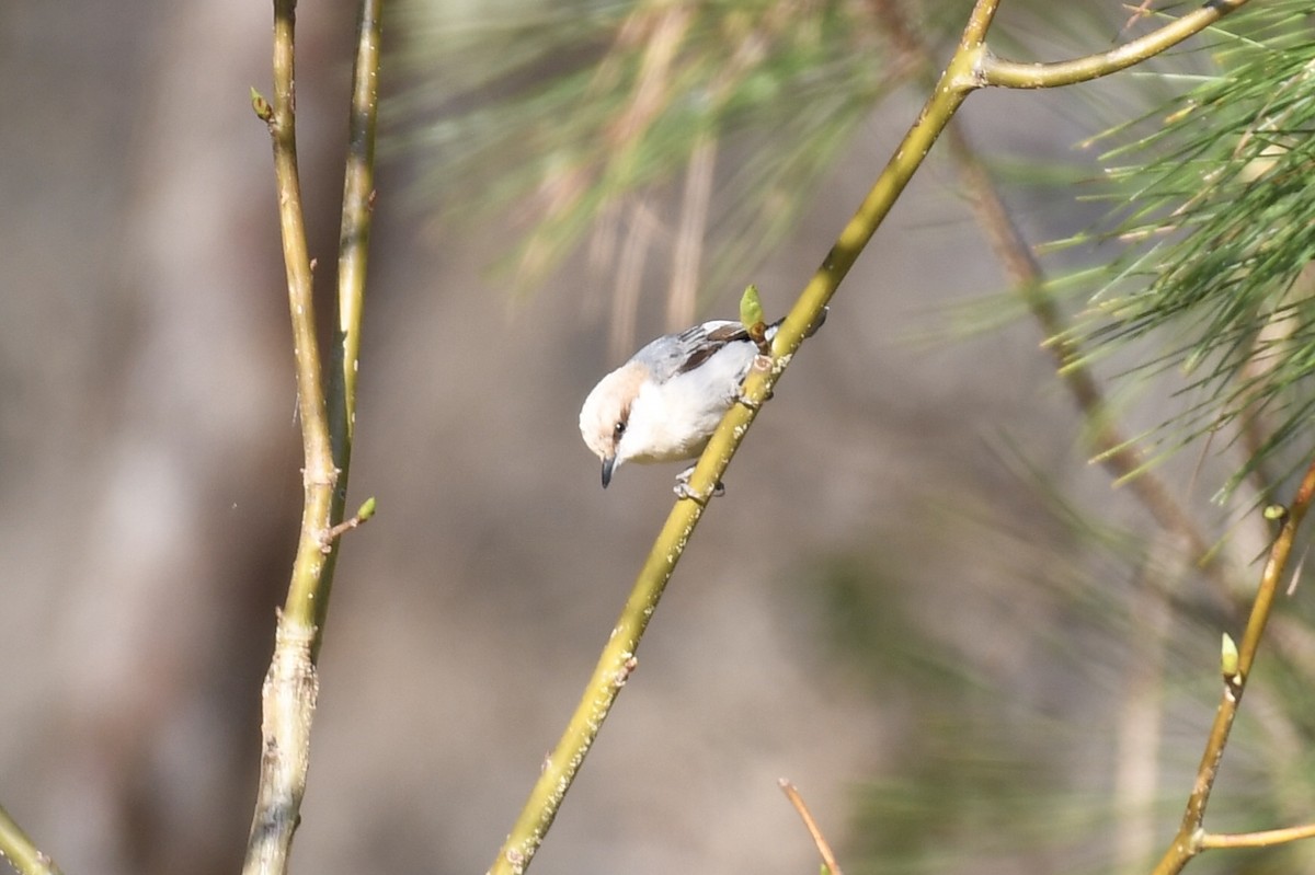 Brown-headed Nuthatch - ML147631761