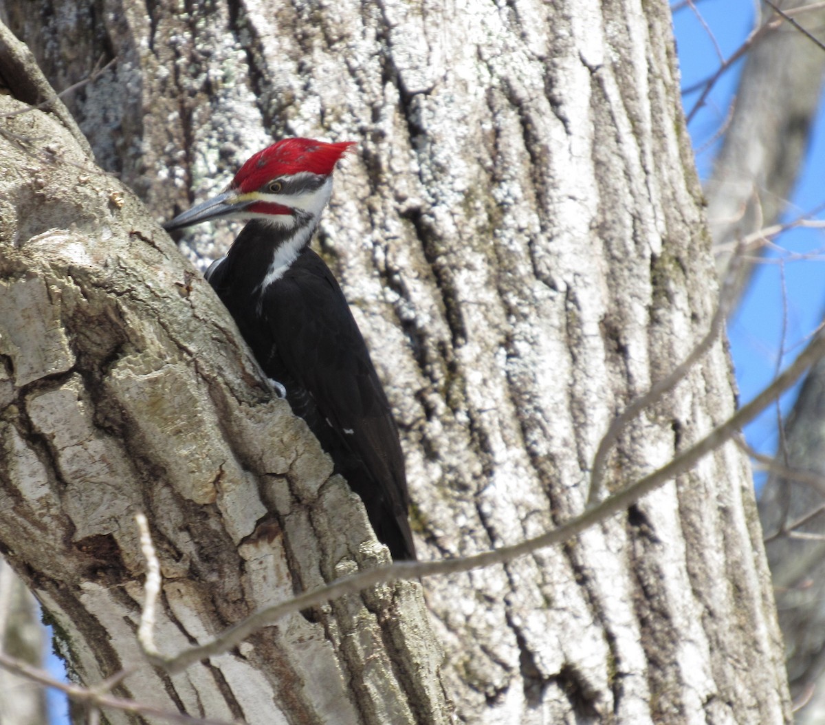 Pileated Woodpecker - ML147632161