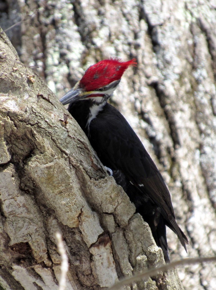 Pileated Woodpecker - ML147632171