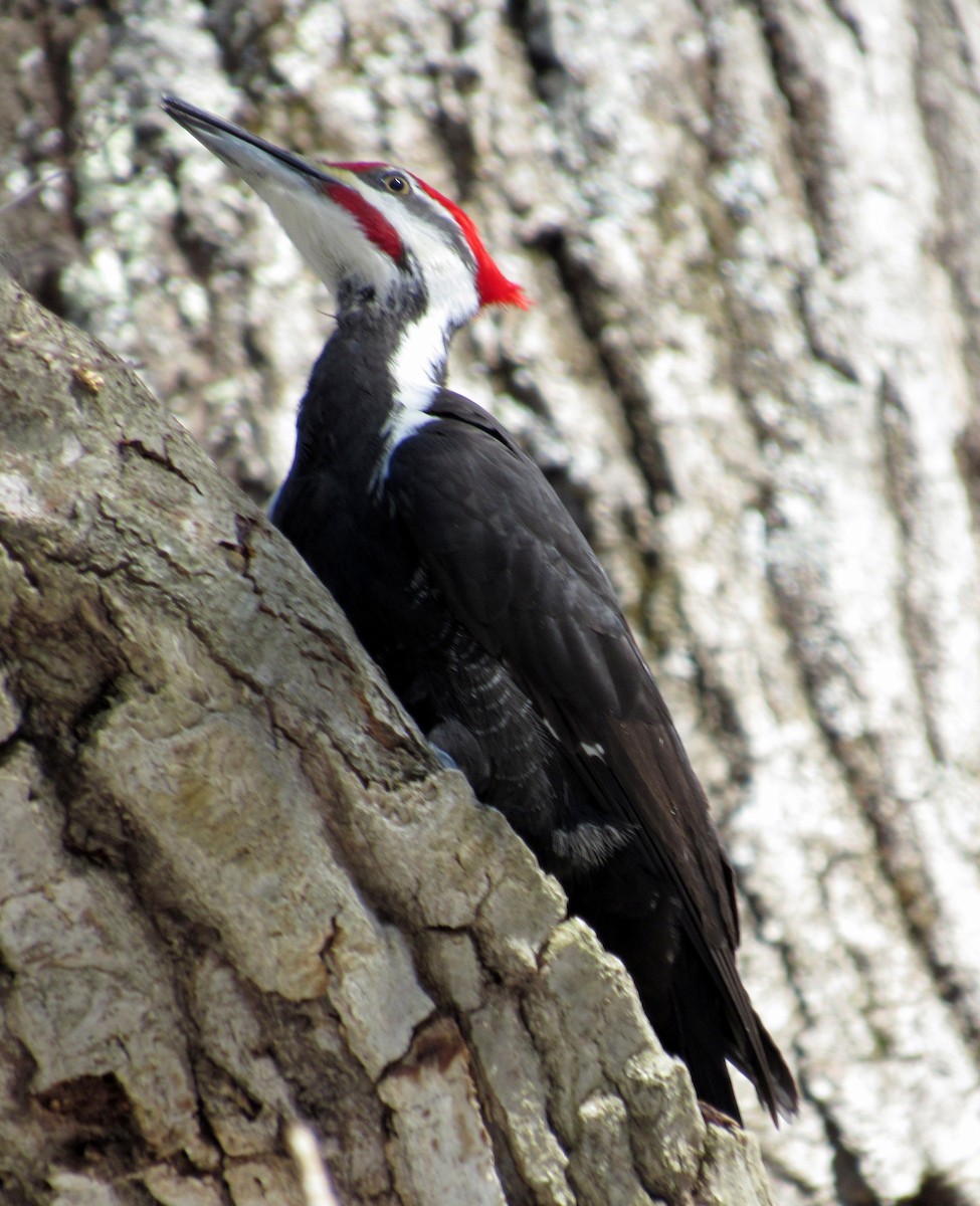 Pileated Woodpecker - Finn Etter