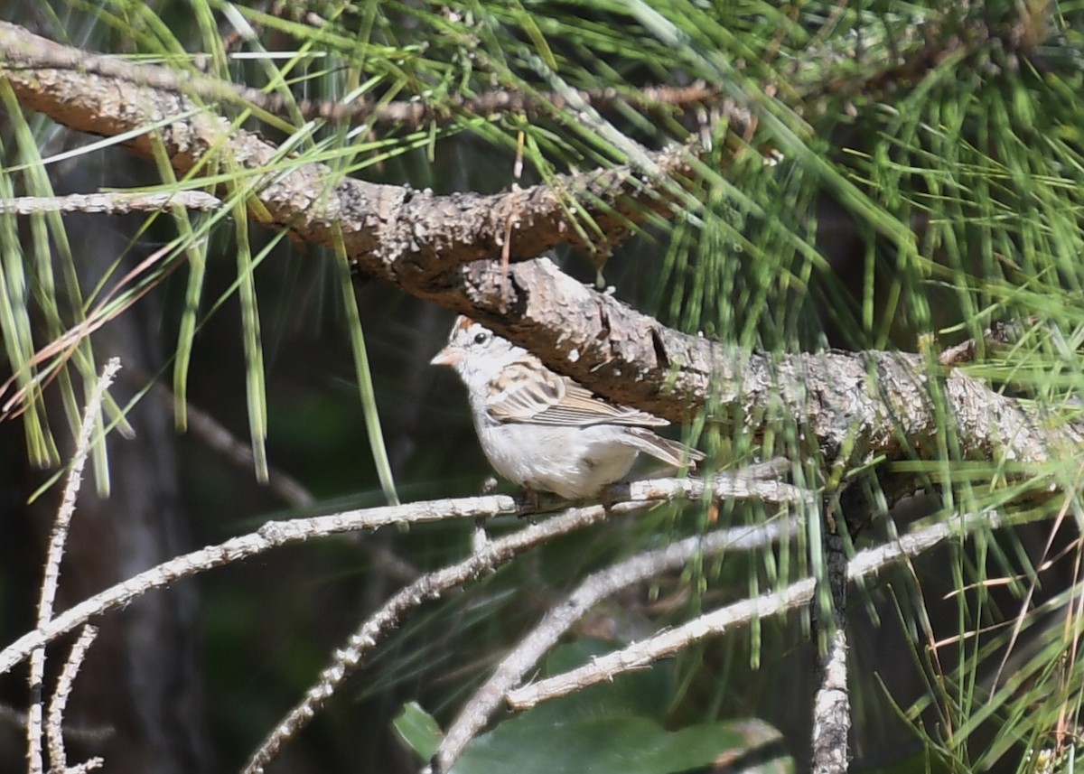 Chipping Sparrow - ML147632401