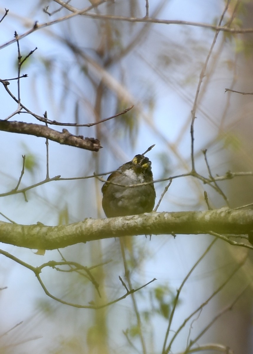 White-throated Sparrow - ML147632551