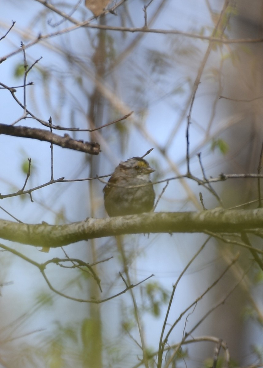 White-throated Sparrow - ML147632561