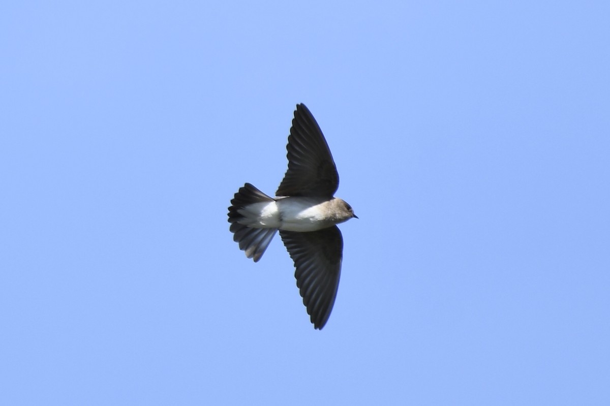 Northern Rough-winged Swallow - ML147632771