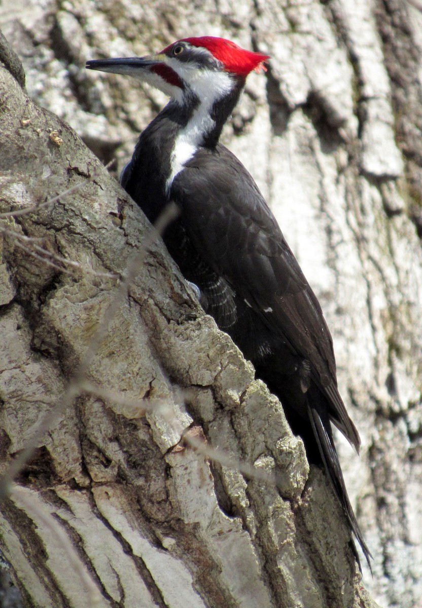 Pileated Woodpecker - ML147632961