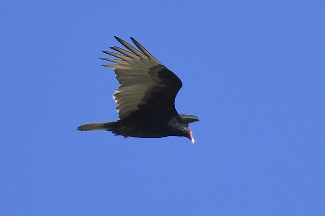 Turkey Vulture - ML147633521