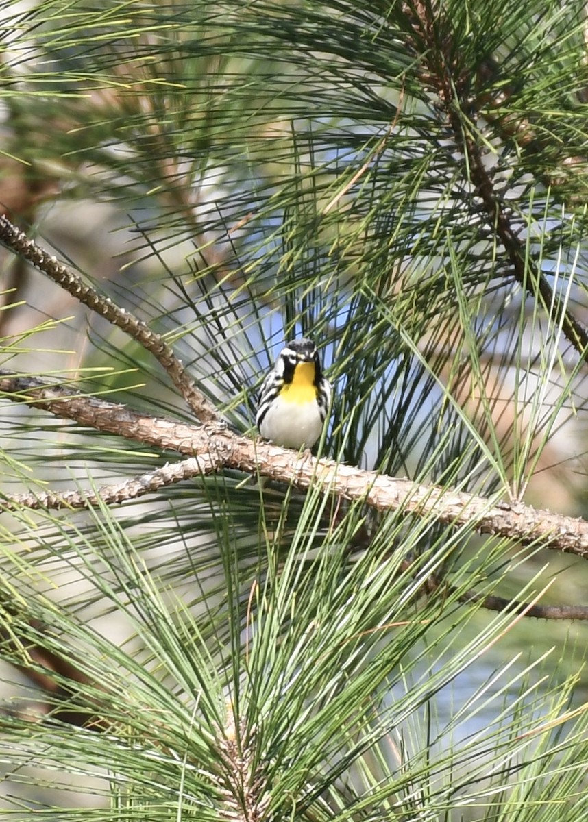 Yellow-throated Warbler - ML147634181