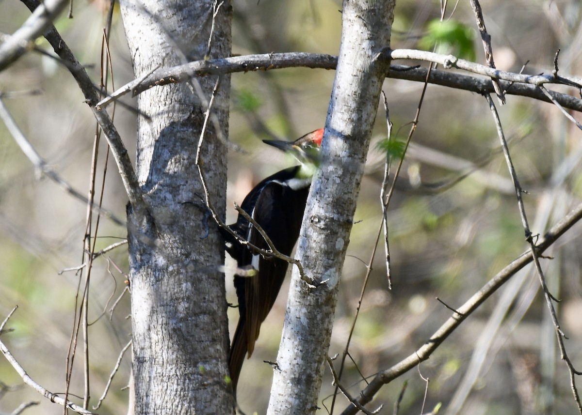 Pileated Woodpecker - ML147634351