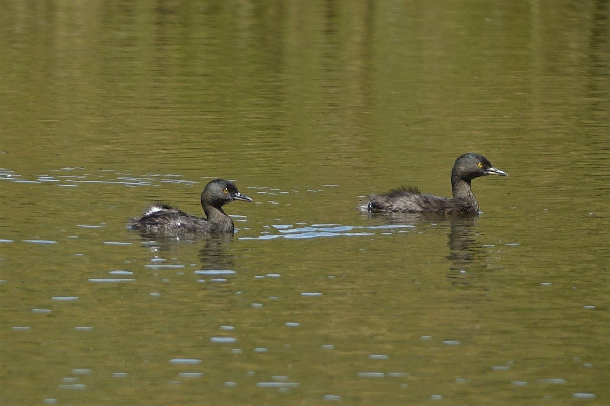 Least Grebe - Vincent Baker