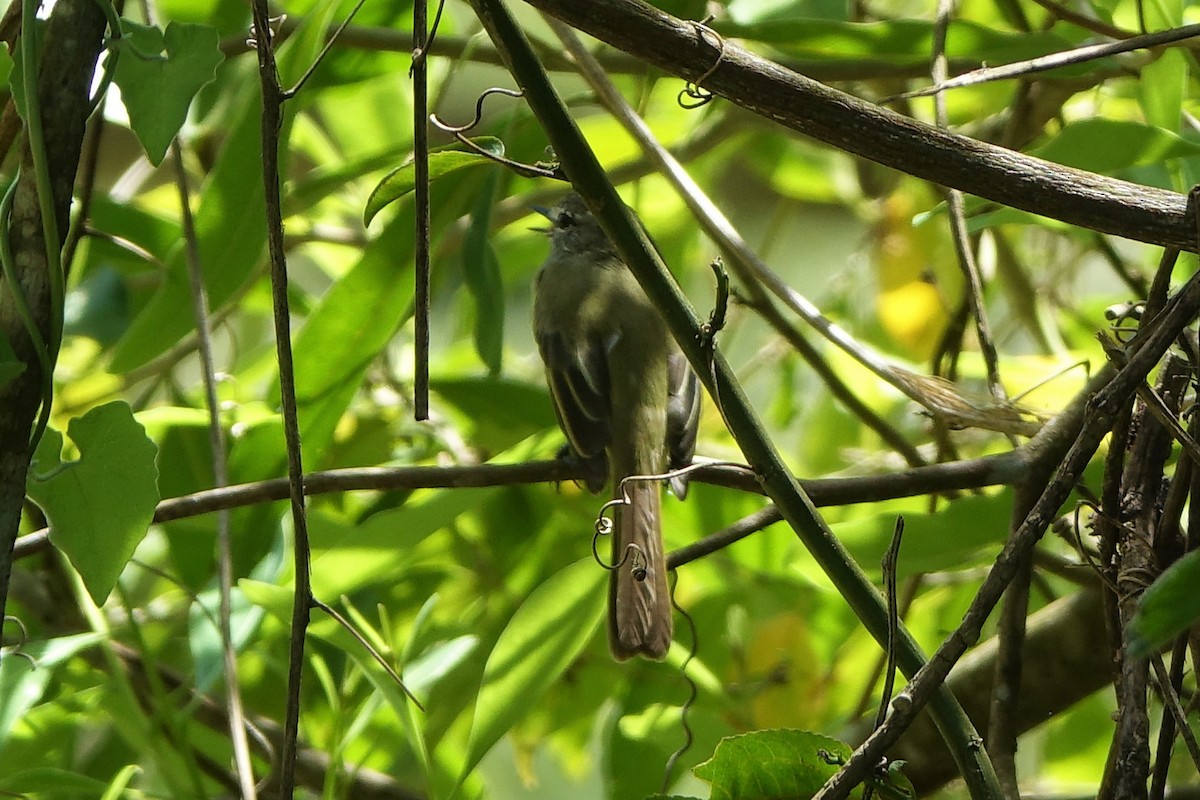 Greenish Elaenia - Vincent Baker