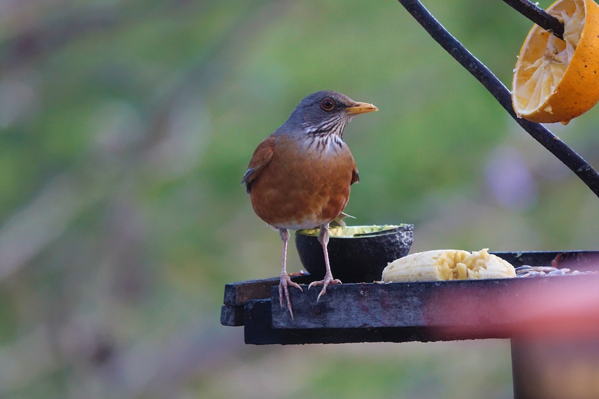 Rufous-backed Robin - Vincent Baker