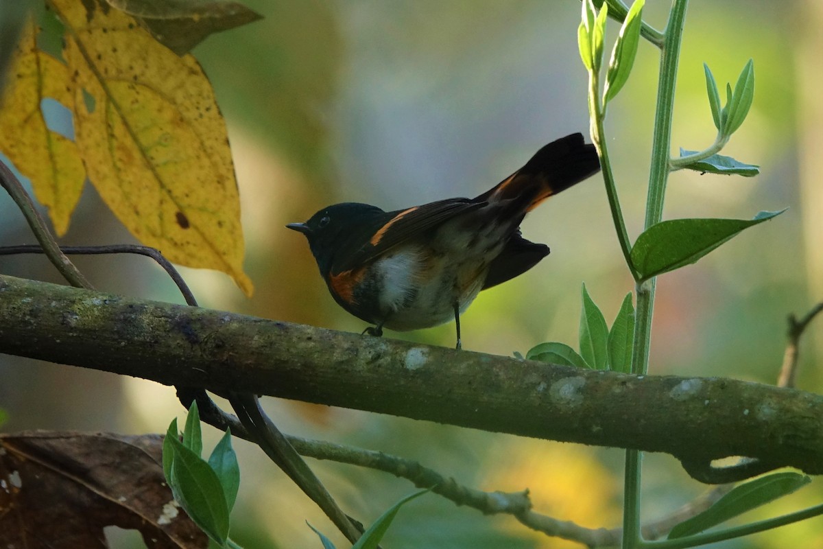 American Redstart - Vincent Baker