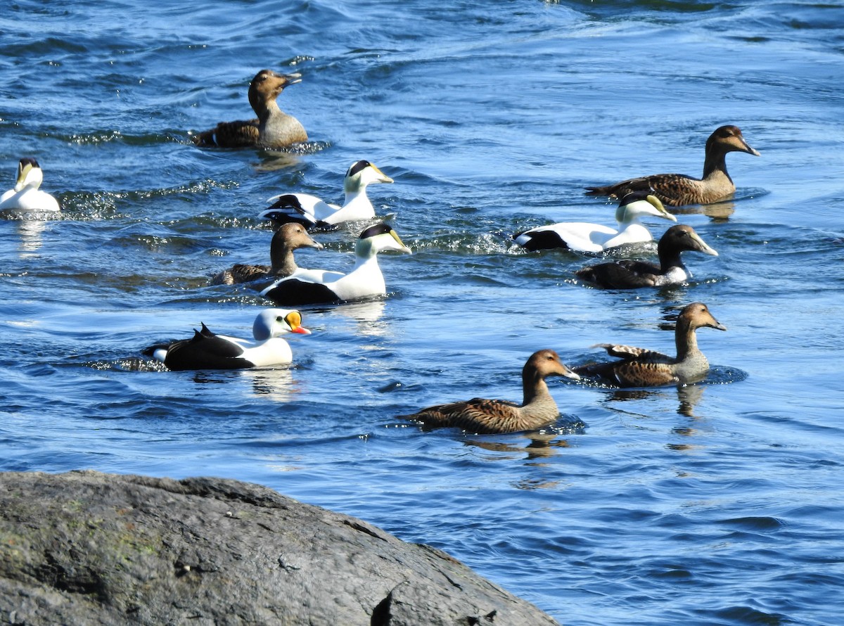 Eider à tête grise - ML147637101