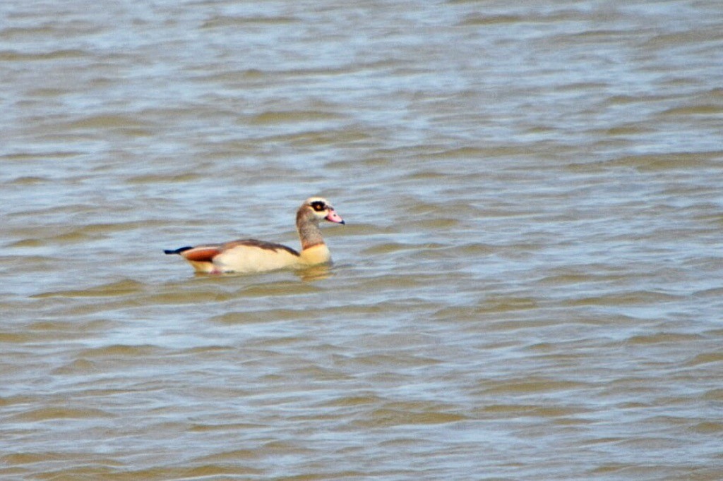 Egyptian Goose - ML147639091