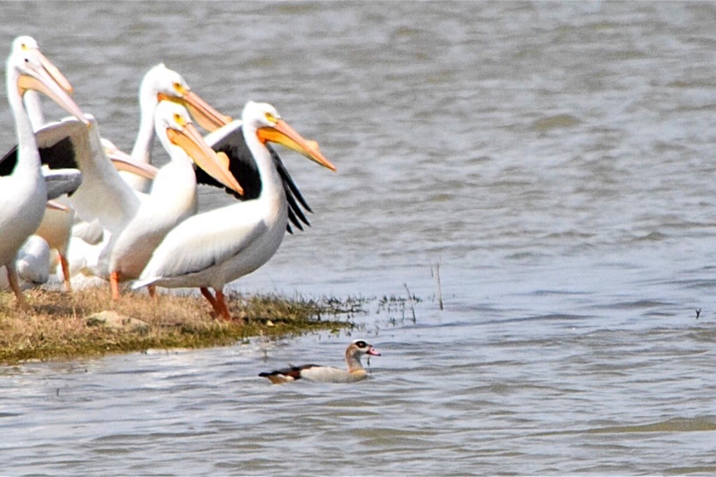 Egyptian Goose - ML147639101