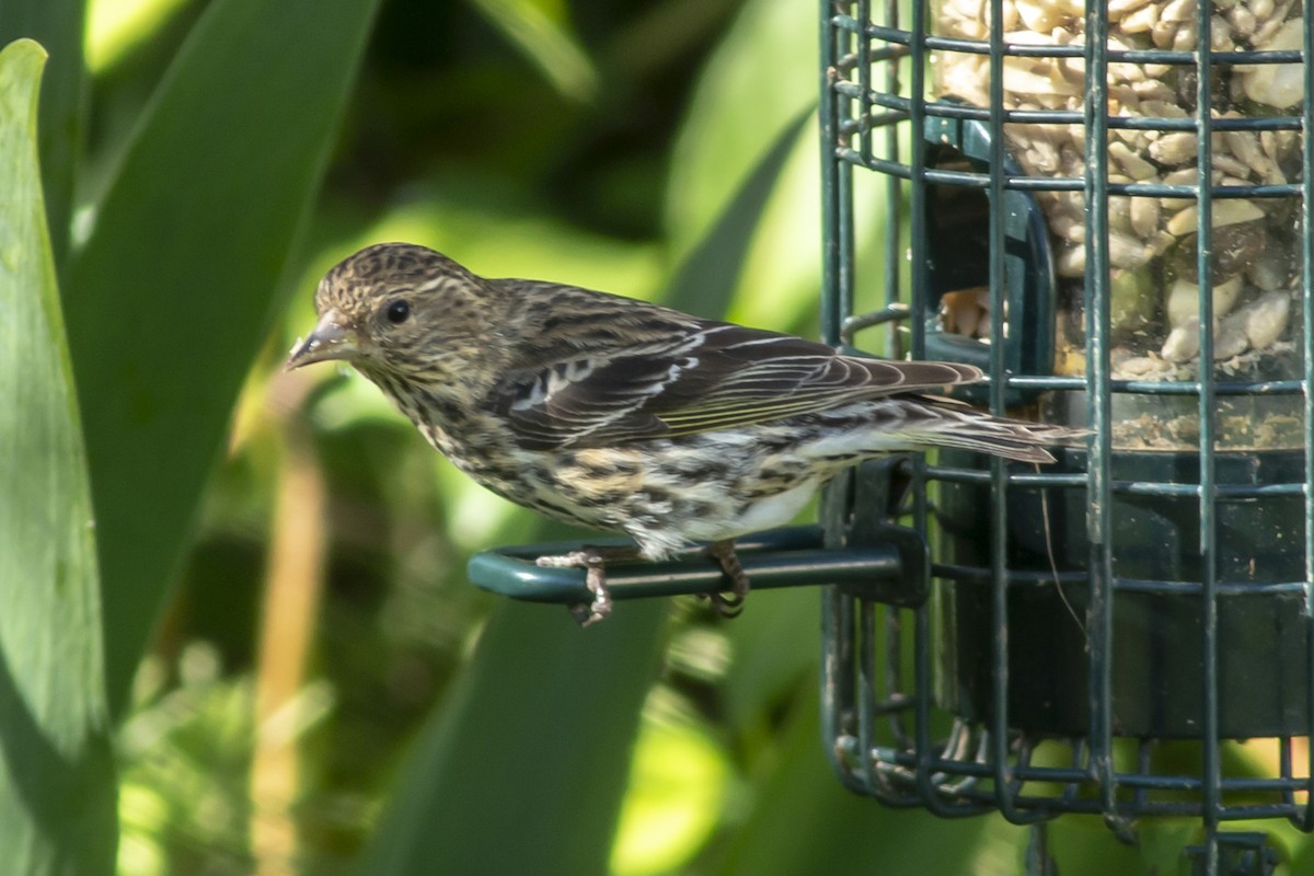 Pine Siskin - ML147639201