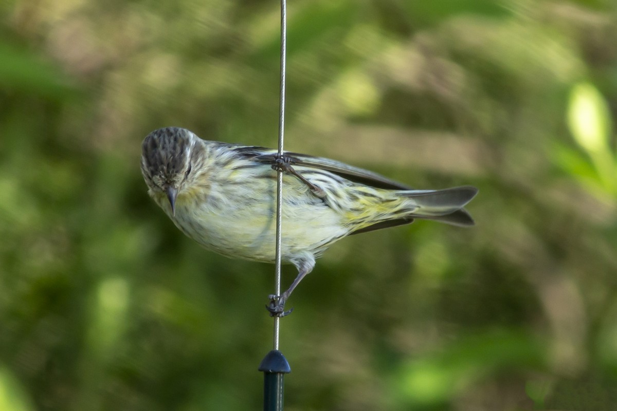 Pine Siskin - ML147639221