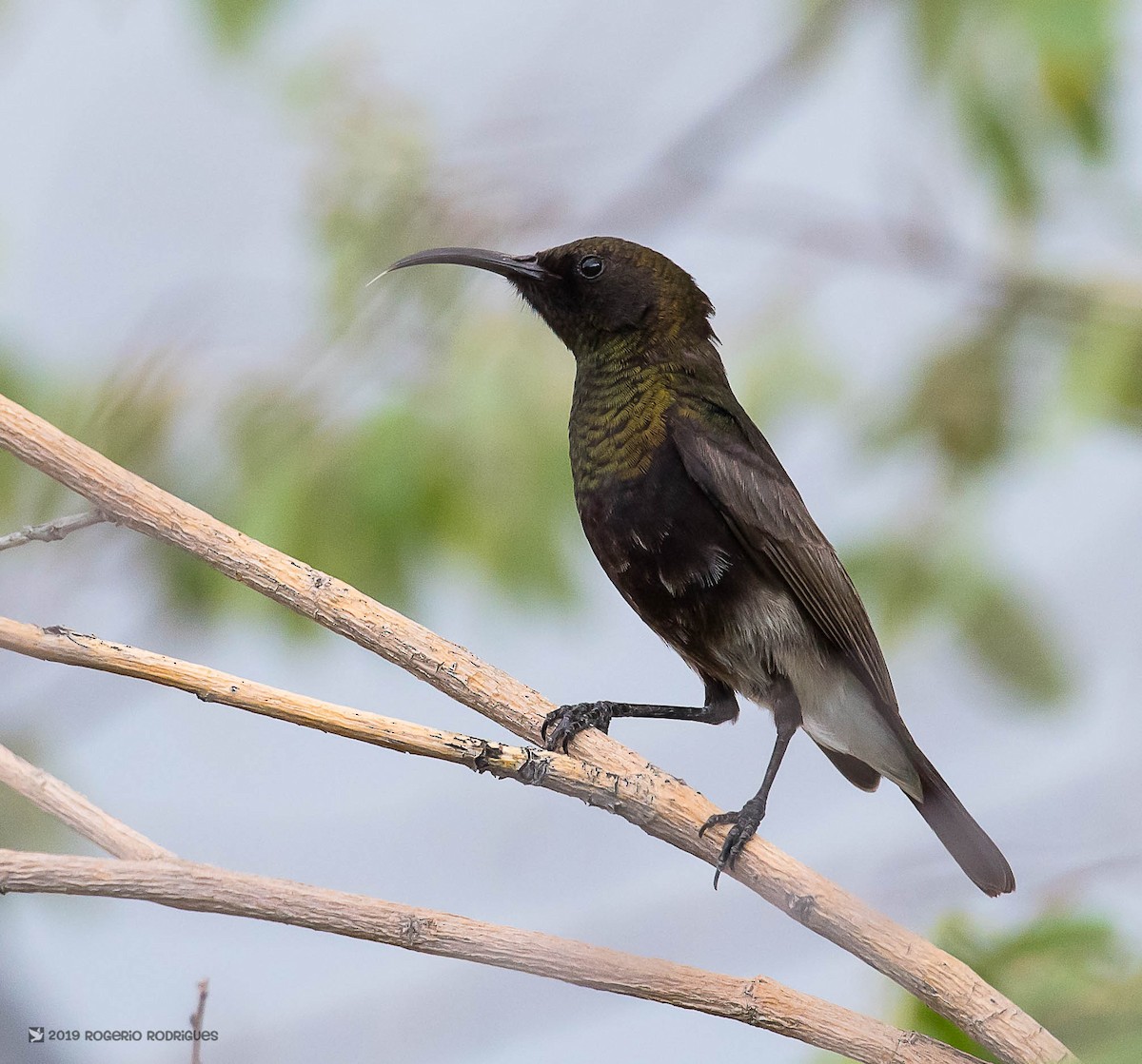 Dusky Sunbird - ML147641341