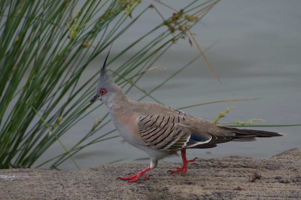 Crested Pigeon - Lance Rathbone