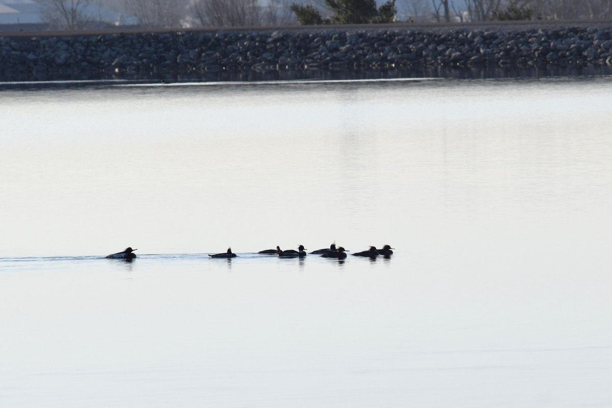 Red-breasted Merganser - ML147644101