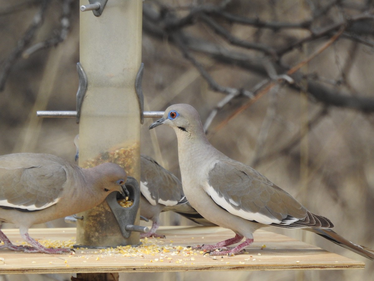 White-winged Dove - Bill Ypsilantis