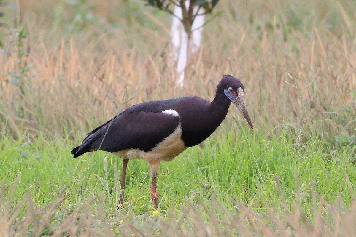 Abdim's Stork - ML147646191