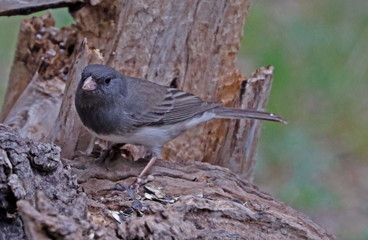 Dark-eyed Junco (Slate-colored) - ML147648361