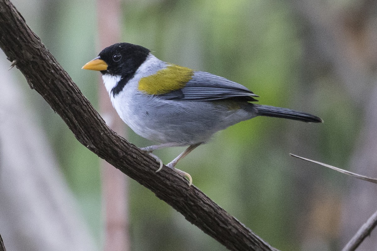 Golden-winged Sparrow - Robert Lockett