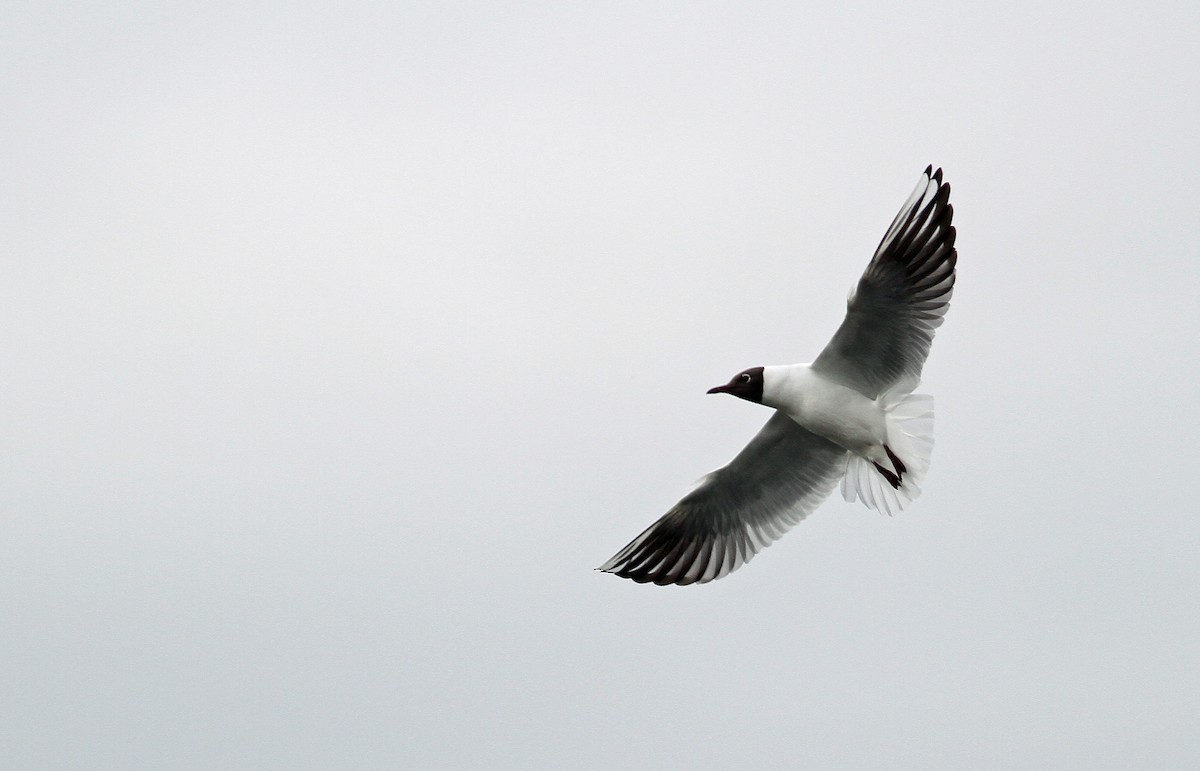 Mouette rieuse - ML147649921