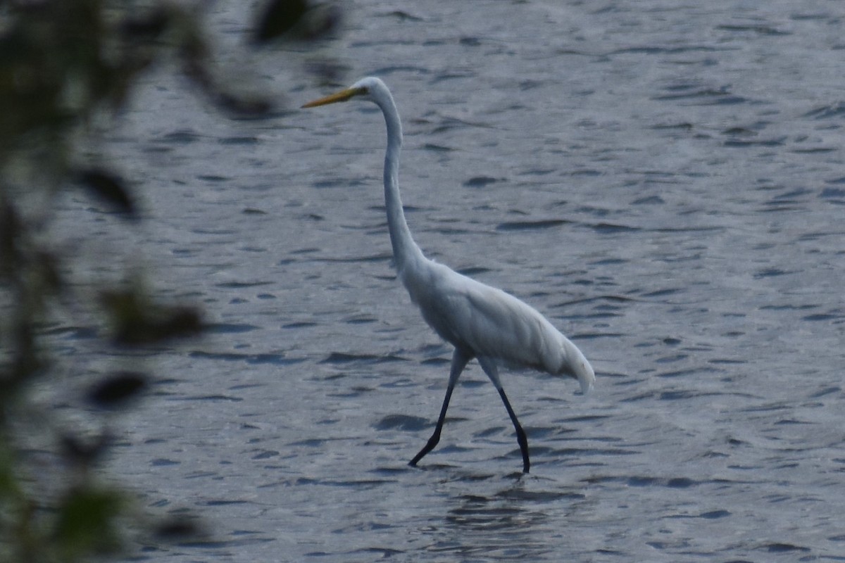 Great Egret - ML147652351