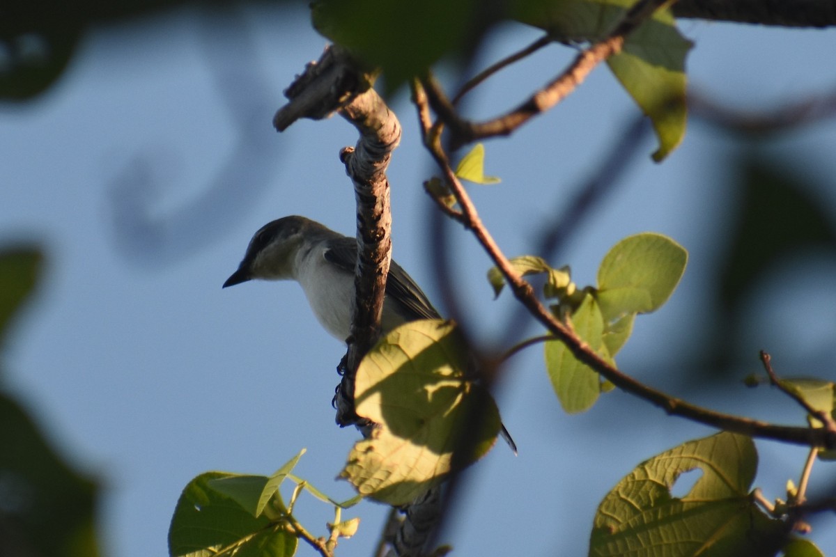 Minivet Ceniciento - ML147653611