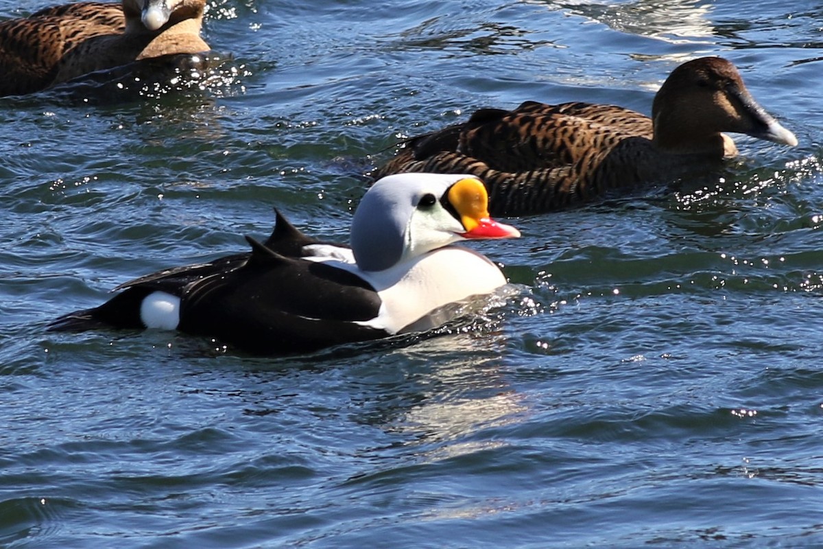 Eider à tête grise - ML147654361