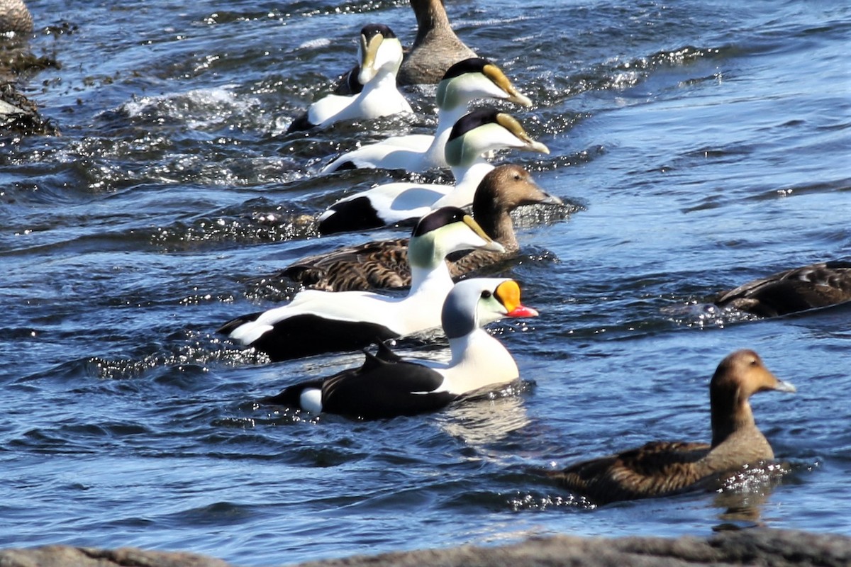 King Eider - ML147654371