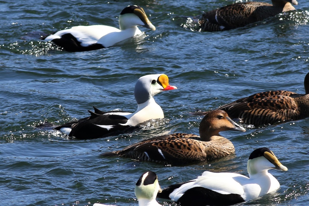 King Eider - Margaret Viens