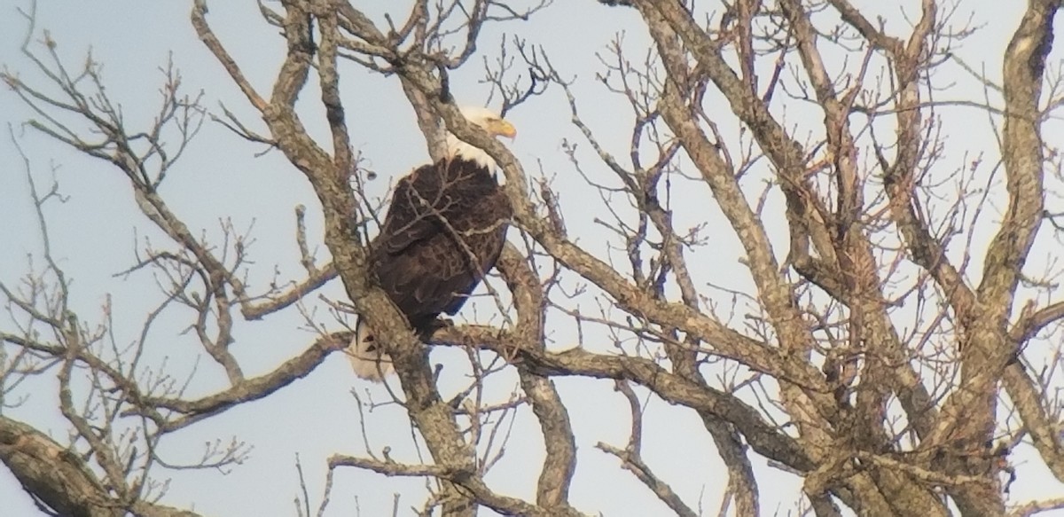 Bald Eagle - ML147654621