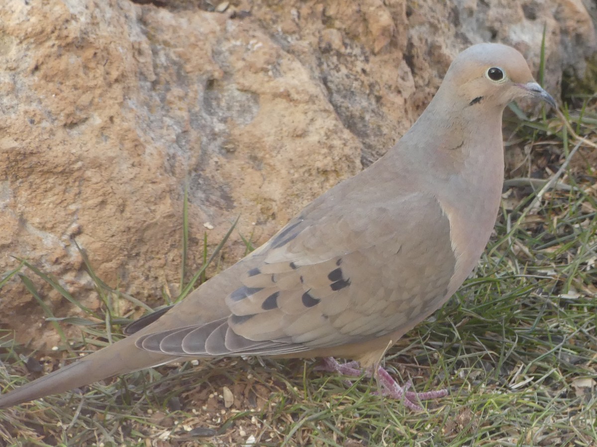Mourning Dove - Kirsti Aamodt
