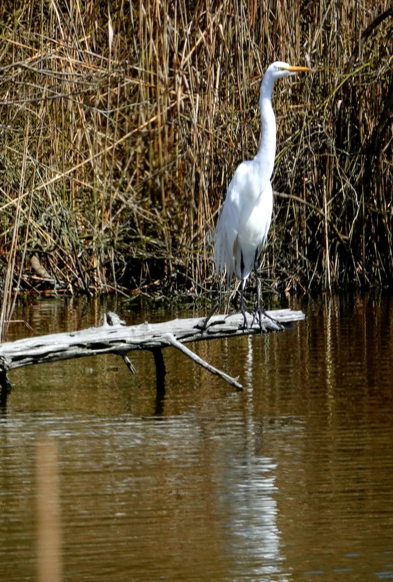 Great Egret - Kathleen Horn