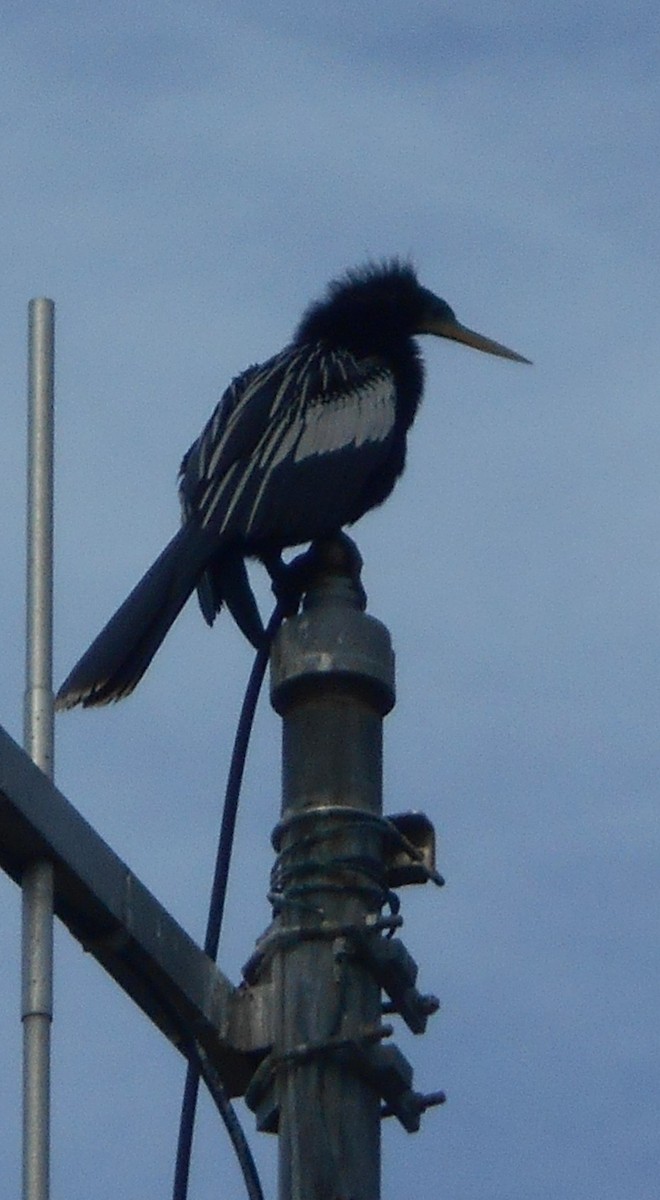 Anhinga - Sharon Buck