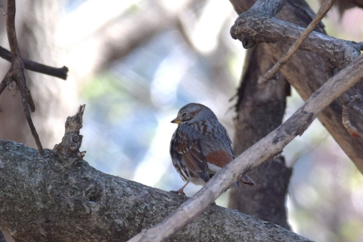 Fox Sparrow - irina shulgina