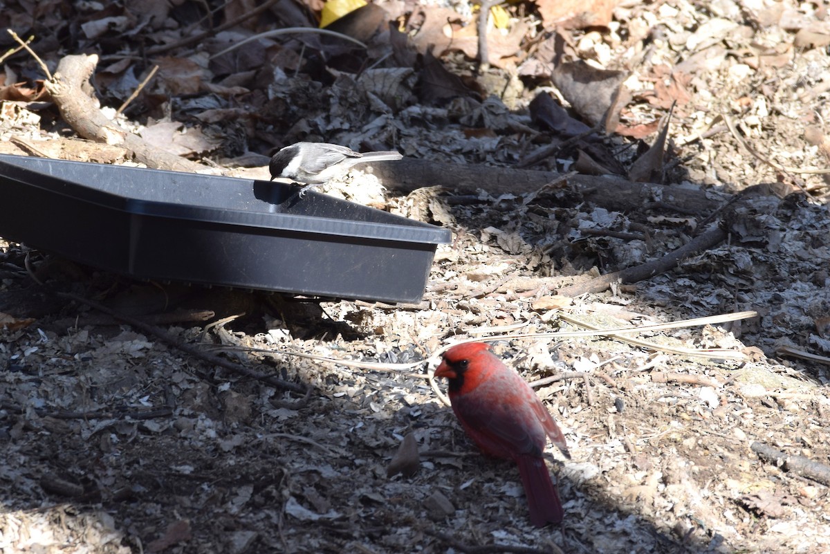 Northern Cardinal - ML147658811