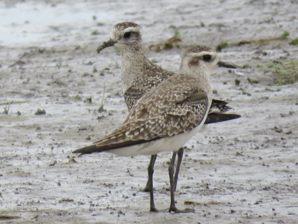 American Golden-Plover - ML147658871