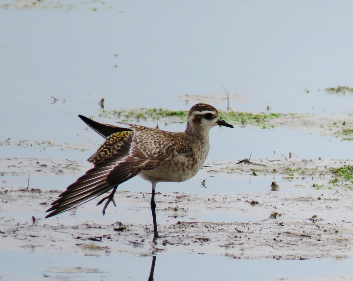 American Golden-Plover - ML147659371