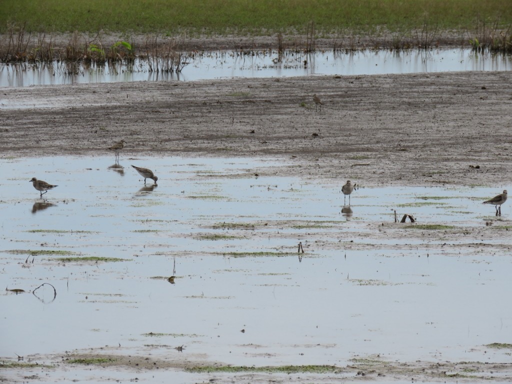 kulík hnědokřídlý - ML147659581