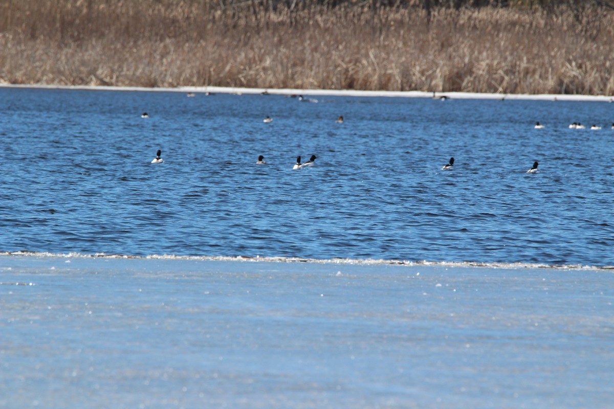 Common Merganser - ML147659661