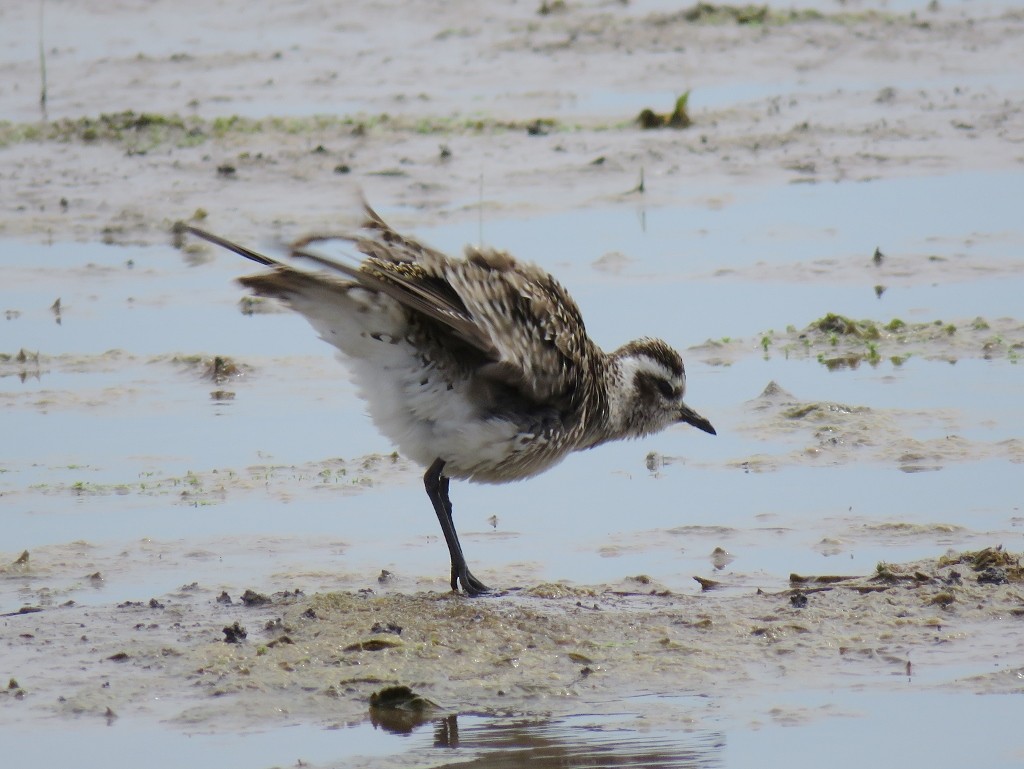 American Golden-Plover - ML147659821