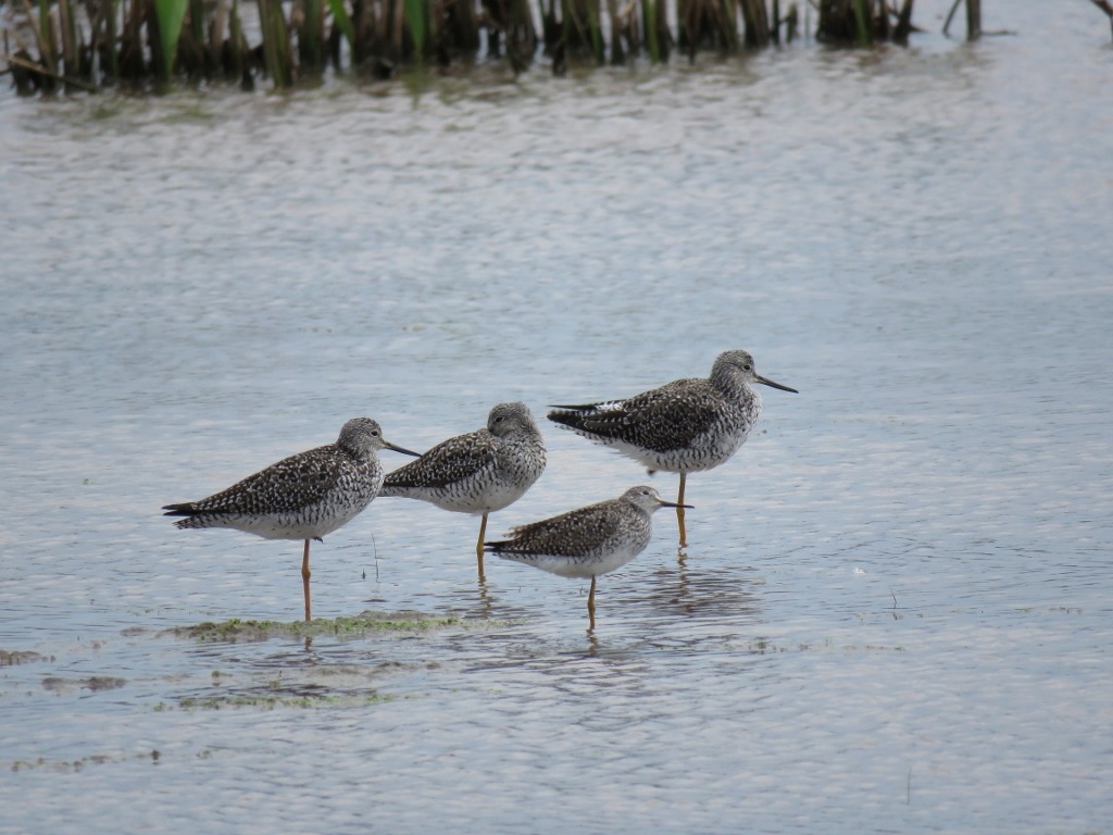 vodouš žlutonohý - ML147659971