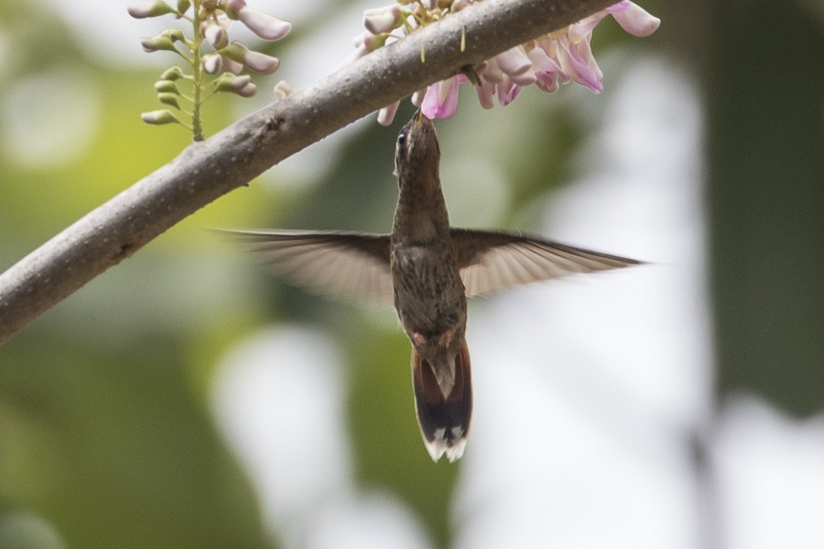 Ruby-topaz Hummingbird - ML147664111