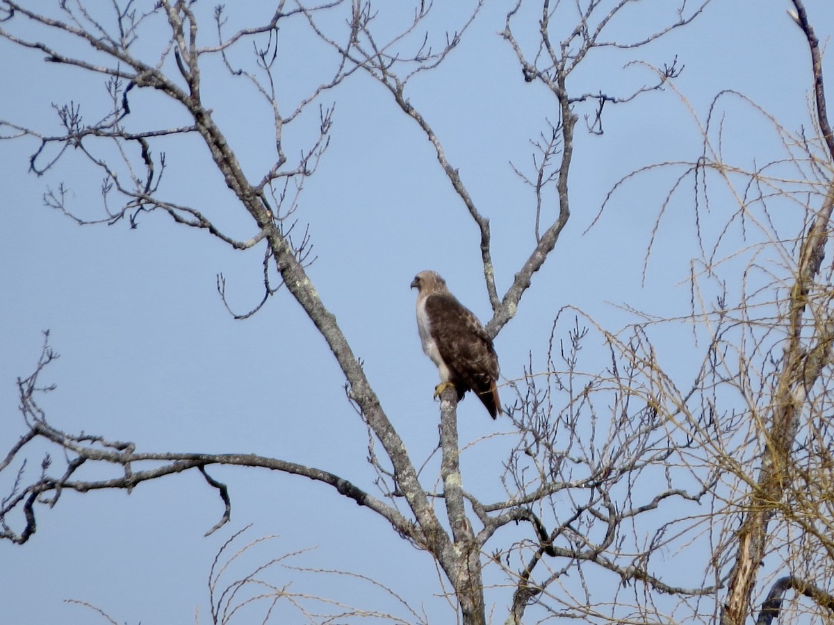 Red-tailed Hawk - ML147664651